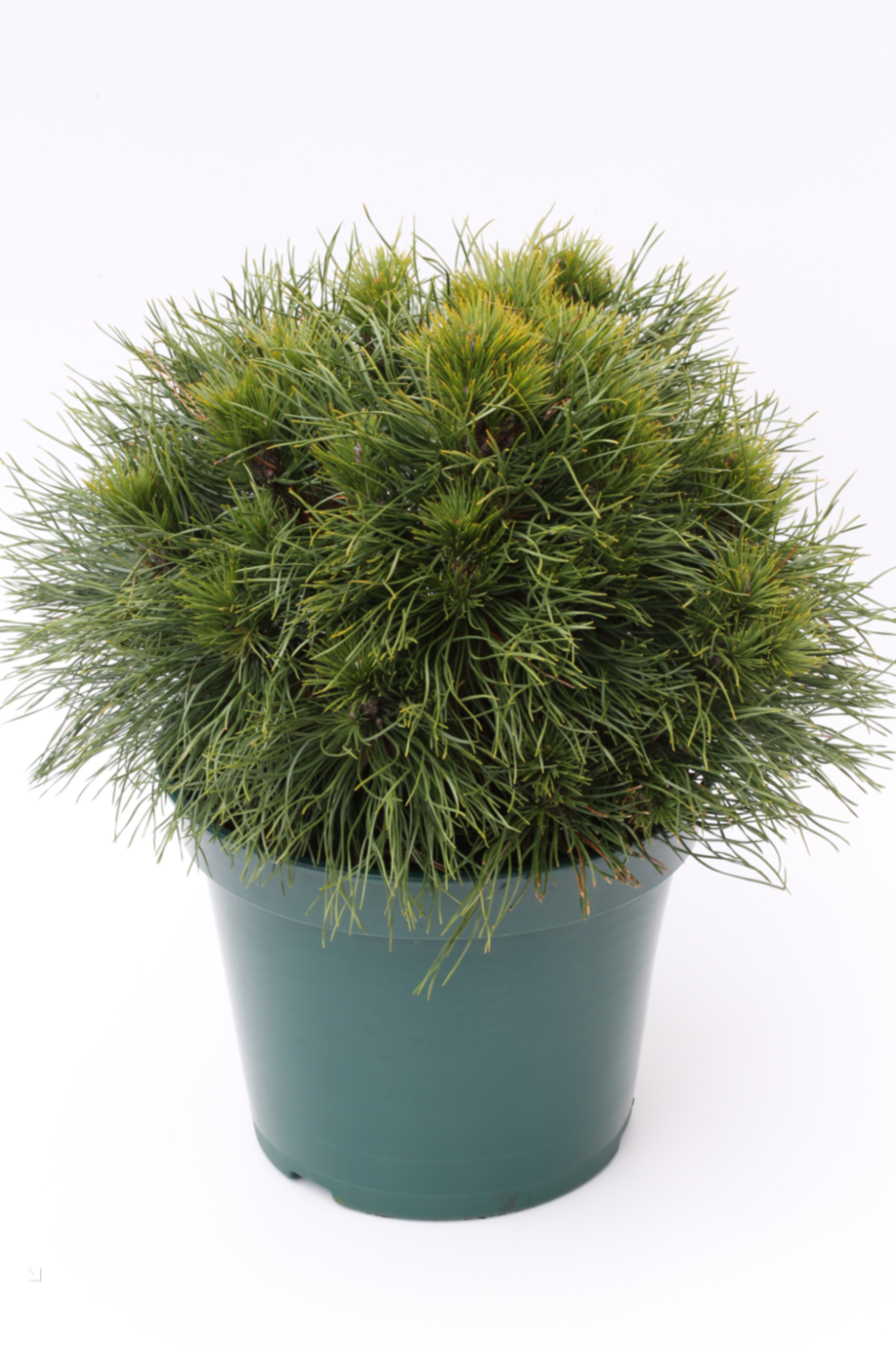 Сосна горная Варелла